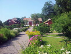 Rågskörd ,Linnés Hammarby (Hammarbydagen)