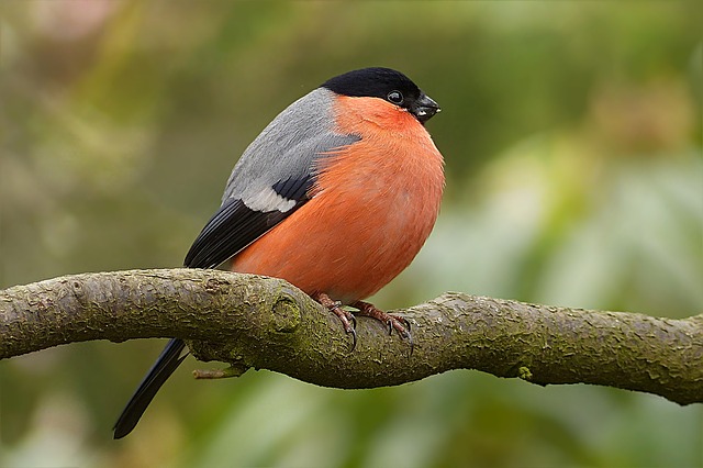 fågel på gren (Naturpyssel)