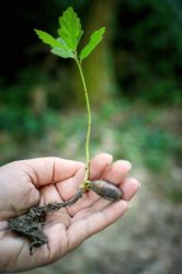 planta (Fyrisgårdslandet)