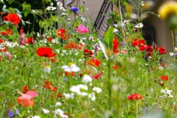 Blommor