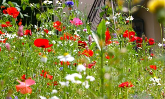 Blommor
