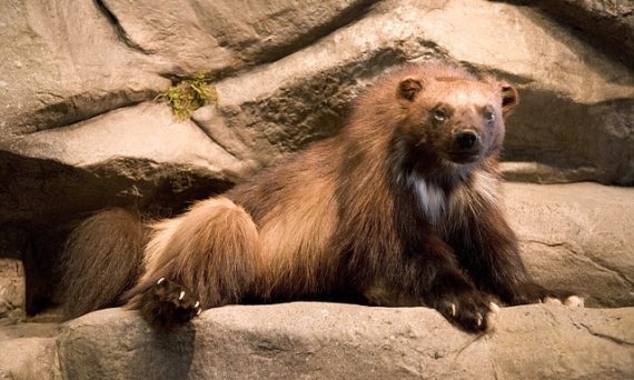 Järv sittandes på en klippa.