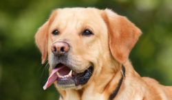 Labradorklubben