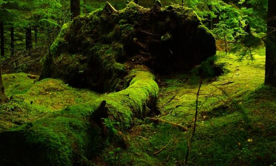 Storskogen - Bland mossor och lavar