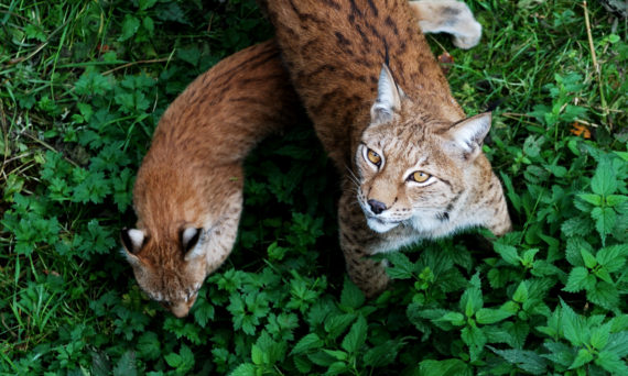 Biotopia + Barnens Hus = Sant