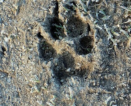 Spåren av stora rovdjur