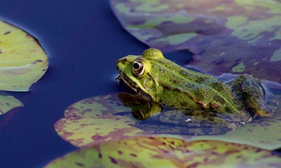 groddjur (dekorativ bild)