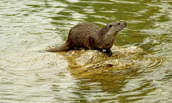 Uttern (dekorativ bild av en utter på en sten)
