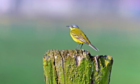 Övre föret gulärla (dekorativ bild)