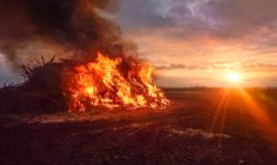 Valborgsmässofirande vid Kungshögarna,Brasa vid solnedgång (dekorativ bild)