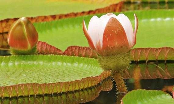 Tropiska (dekorativ bild)