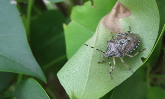 Småkrypens förunderliga liv (dekorativ bild)