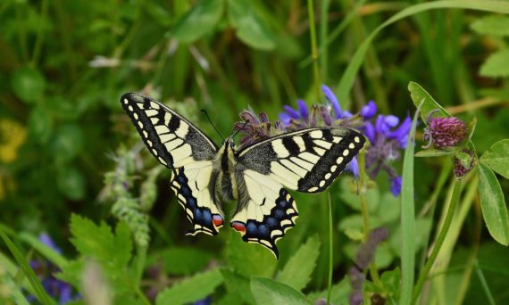 Fjärilssafari (dekorativ bild på fjäril)