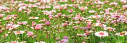blomstervandring i Hågadalen (dekorativ bild)