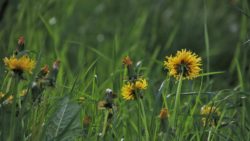 de vilda blommornas dag (dekorativ bild)