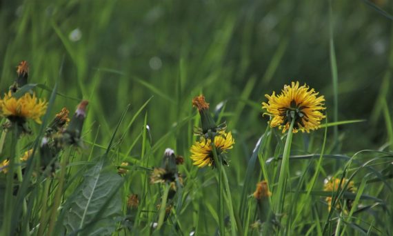 de vilda blommornas dag (dekorativ bild)