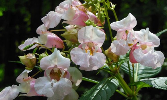 Bekämpning av jättebalsamin (dekorativ bild på jättebalsamin)