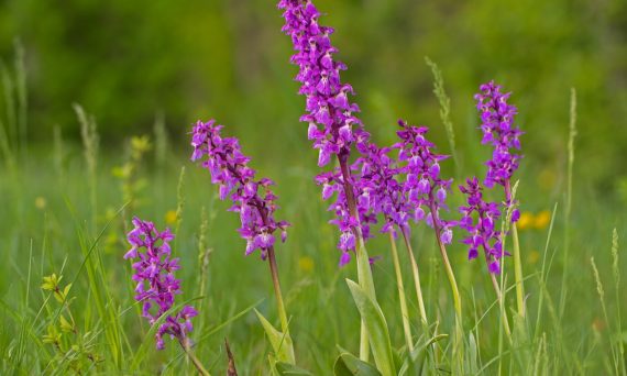 Östa naturreservat orkidé