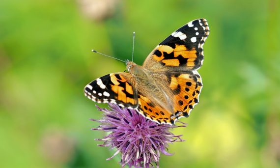 Fjärilssafari (dekorativ bild på fjäril)