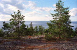 fågelsundet kapplasse (dekorativ bild)