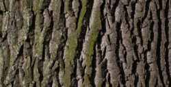 stadsskogens dag (dekorativ bild)