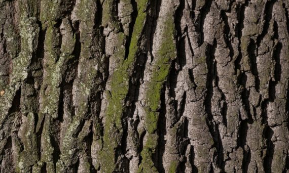 stadsskogens dag (dekorativ bild)