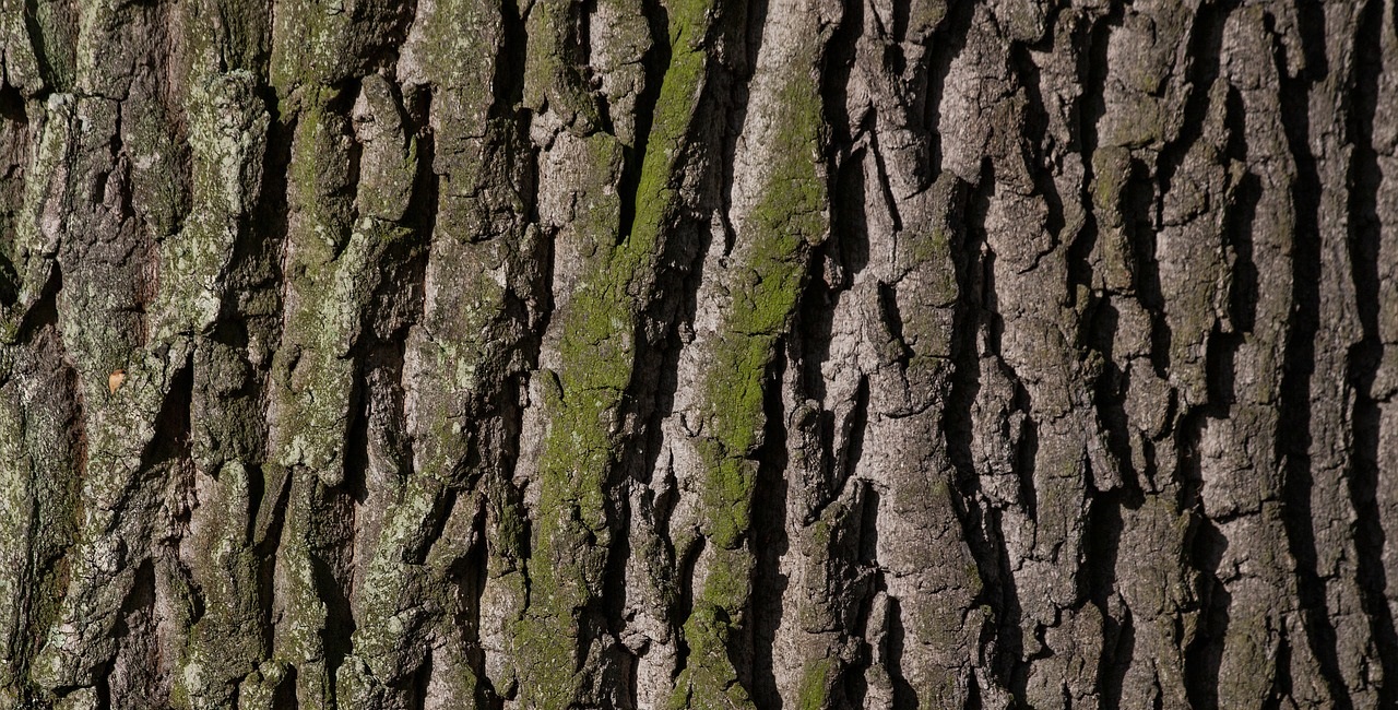 stadsskogens dag (dekorativ bild)