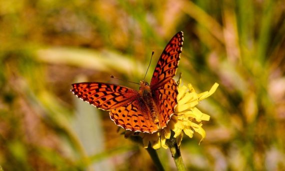 blomenad östervåla (dekorativ bild)