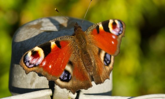 fjärilssafari (dekorativ bild)