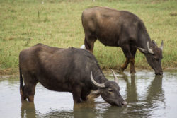 Buffelsafari (dekorativ bild med två vattenbufflar)