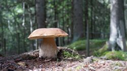 Svamparna intar Biotopia (dekorativ bild)