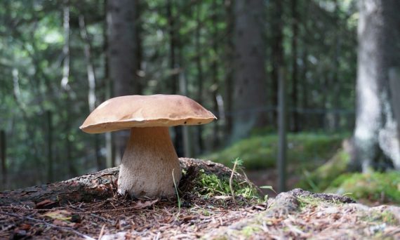 Svamparna intar Biotopia (dekorativ bild)