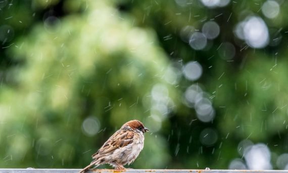 klimatförändringar (dekorativ bil)