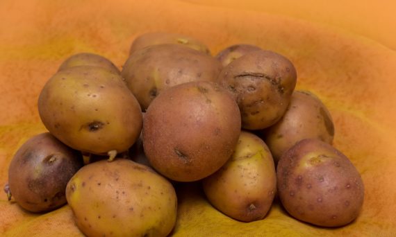 Potatis dekorativ bild)