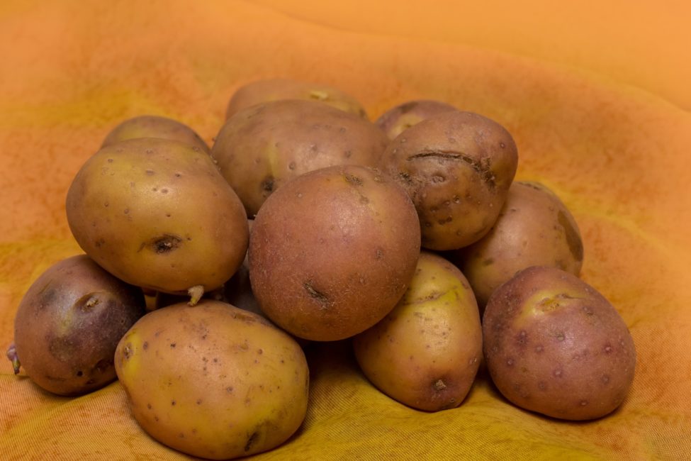 Potatis dekorativ bild)