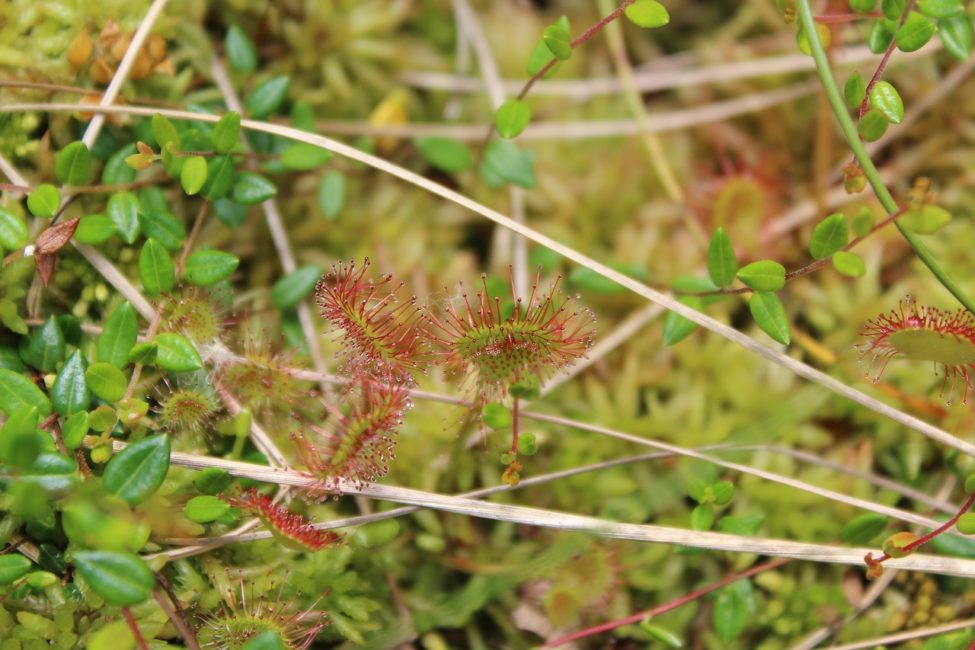  vitmossornas ekologi (dekorativ bild)