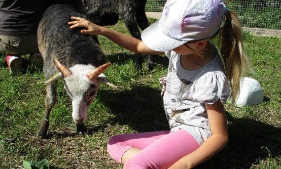 Dagläger på Malma gård sommaren 2020 (dekorativ bild)