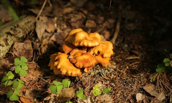 Svampar kantarell (beskrivande bild)