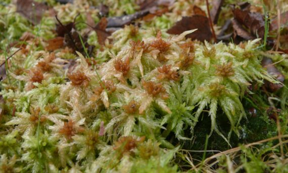 Livesändning - Vitmossornas ekologi och egenskaper (dekorativ bild på vitmossor)