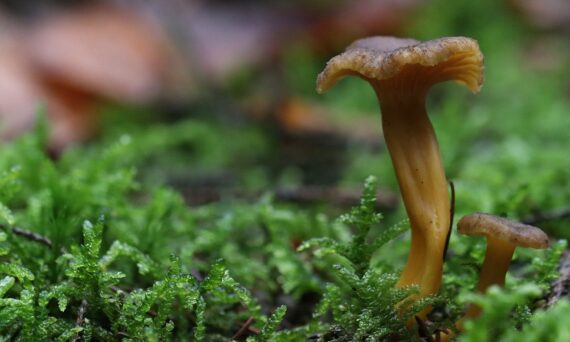 Svamputflykt kantarell (dekorativ bild)