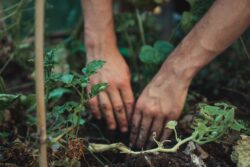 Potatislov i tropikerna (dekorativ bild, närbild på två händer som arbetar med plantering i jord)
