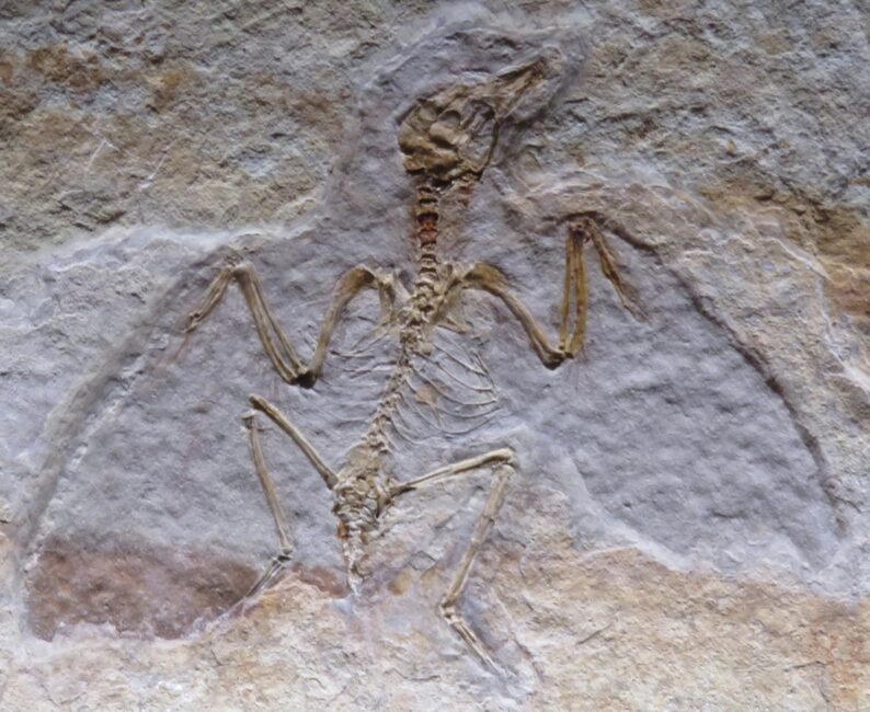 Höstlovsvisning fossil (dekorativ bild)