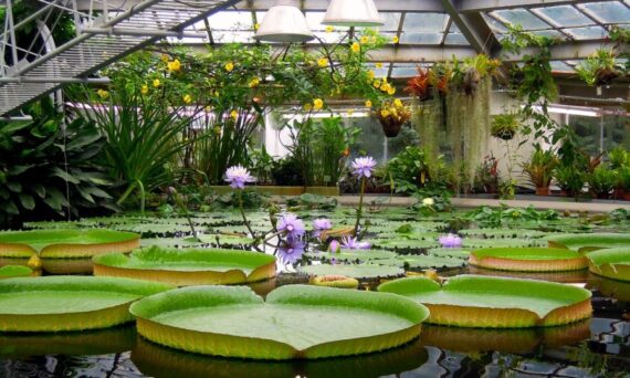 fars dag tropiska växthuset (Dekorativ bild)